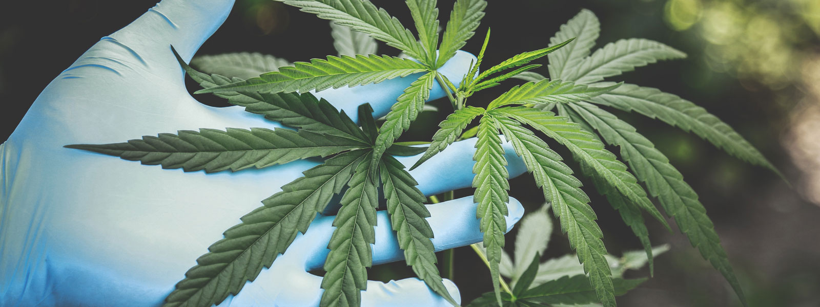 Cannabis Industry Accounting Services US Code 280E cannabis-industry-accounting-services-us-code-280e